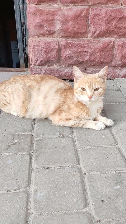 Рижа киця🐈 - YouTube