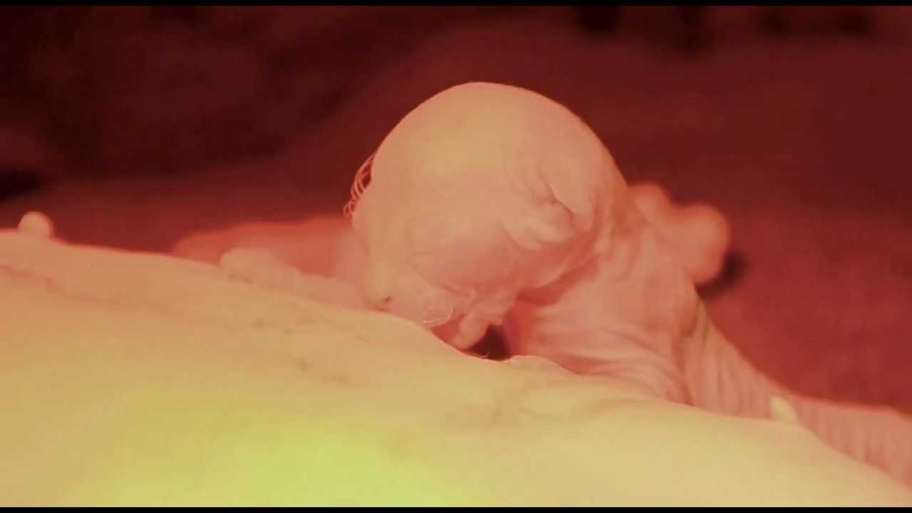 La première Tétée......