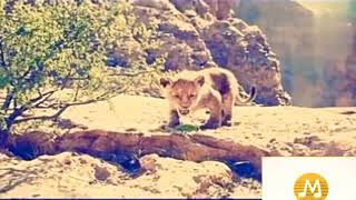 Piya Aao New Rajasthani song -- Kapil Jangir -- Anupriya Lakhawat -- Momin Khan -- Astha