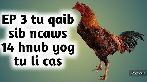 EP 3: vib thi (course) tu qaib sib ncaws 14 hnub kom qaib muaj zog