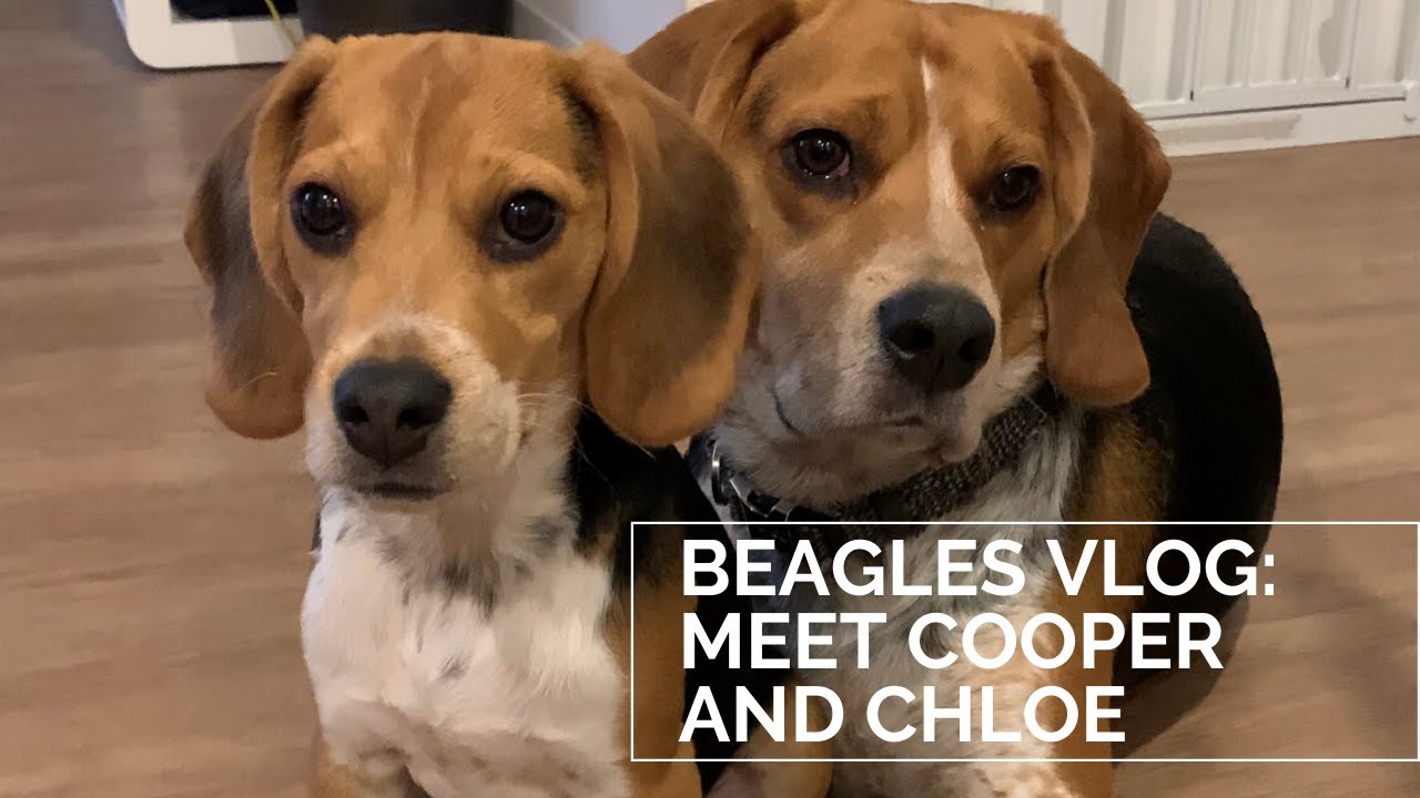 How to be an owner of two beagles NATASHA KOLOMBO YouTube