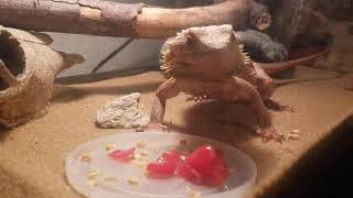 Bearded Dragon eats Tomato!
