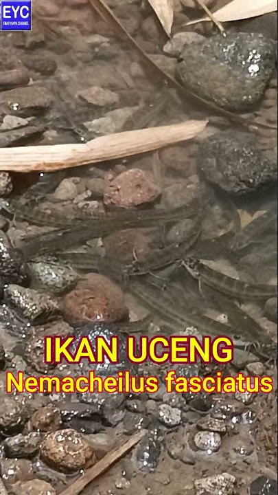 IKAN UCENG || Nemacheilus fasciatus #mancing #ikanuceng #mancingmania #ucengmania #mancingikan #ikan