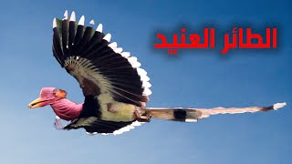 الطائر العنيد طائر ابو قرن ذو الخوذة