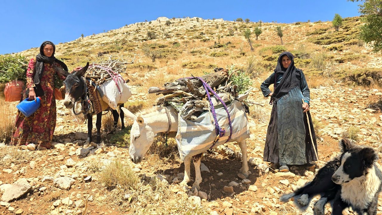 Nomadic Life in Iran 🏕️🇮🇷: Brave Women 💪🔥 Gathering Firewood in Rugged ...