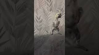 Featherless Parrot Keeps Nodding And Screaming at the Top of Its Lungs