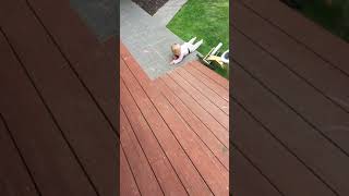 Girls rides tricycle down ramp of wood deck in yard then tires hits the side and she faceplants