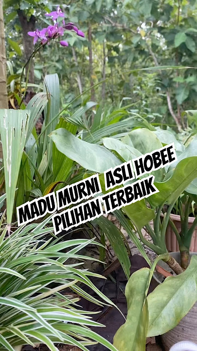 #madu #murniasli #hargaterjangkau #buruanbeli #yukkepoin #kesehatan #alami