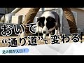 ただ呼ぶだけじゃない。おいでは「通り道」で変わる