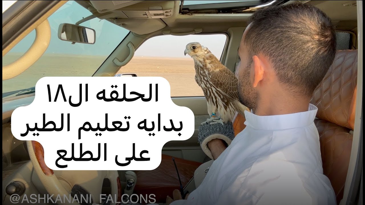 الحلقة ال١٨ - تربيب ودعو موسم ٢٠٢٥ - بدايه تعليم الطير على الطلع