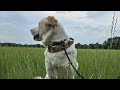 Peaceful Sights & Sounds at Dragonfly Meadow | Nature Ambience
