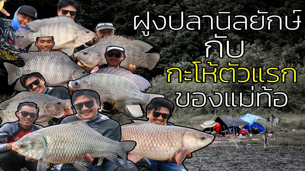 FINFROG # ฝูงปลานิลยักษ์ กับ กะโห้ตัวแรกของแม่ท้อ(หน้าดิน)