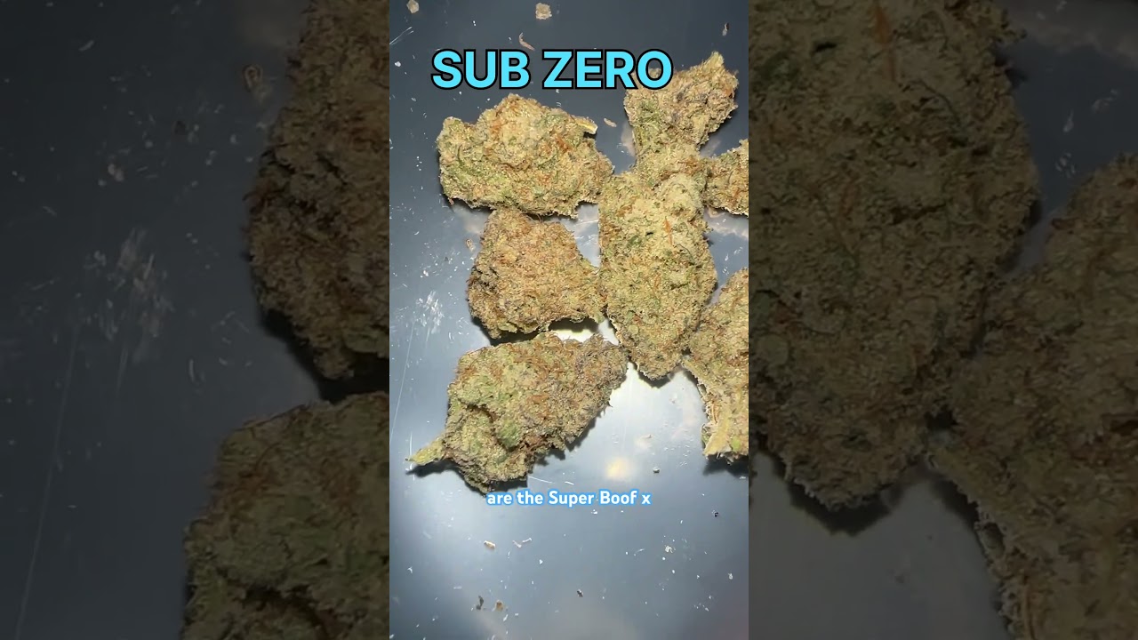 Sub Zero Cannabis Strain 