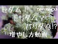 【多肉植物】セダムを増やそう！初心者さんでも育てやすいパリダムの増やし方