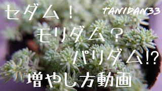 【多肉植物】セダムを増やそう！初心者さんでも育てやすいパリダムの増やし方