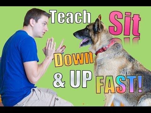 Download How to Teach Your Dog Sit, Down, Up and Stand in MINUTES!