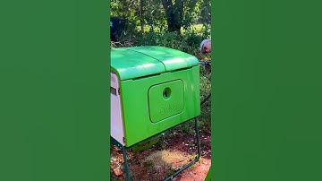 We had to talk about it #animallover #animalshorts #chickens