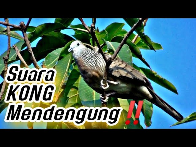 Perkutut Lokal Suara KONG Mendengung Super Langka ‼️ class=