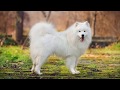 كل المعلومات عن الكلب السيبيري سامويد SAMOYED DOG