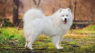 كل المعلومات عن الكلب السيبيري سامويد SAMOYED DOG