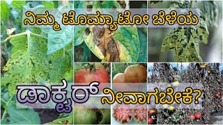 Tomato all diseases symptoms & control measures |ಟೊಮ್ಯಾಟೋ ಬೆಳೆಯ ಎಲ್ಲಾ ರೋಗಗಳ ಮಾಹಿತಿ & ಹತೋಟಿ ಕ್ರಮಗಳು