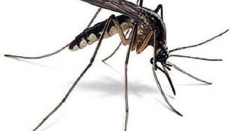 Insect/Mosquito Misting System - Backyard & Patio Installation 80-90% Reduction GUARANTEED!