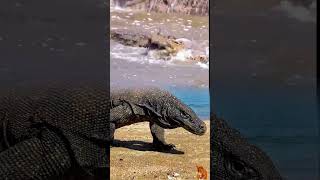 Saat Semua Fokus ke Buaya... Kemunculan Predator Ini Bikin Situasi Makin Gila! #animals #shorts