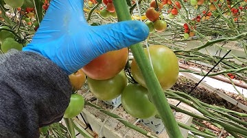 KỸ THUẬT TỈA LÁ CÀ CHUA TẠI AUSTRALIA