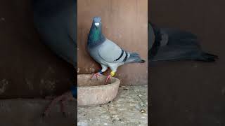 Blue Bar Mr.j Gaby .Den Prince Bloodline Super Breeder Racer Pigeon Racing Pigeons Kalpathi