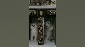 سورة مريم/#عبدالرحمن_مسعد #allah #quran #قران_كريم