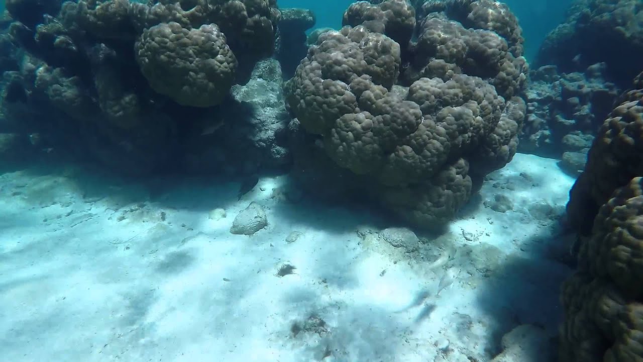 Snorkeling in Rarotonga (Cook Islands) Fruit of Raro YouTube