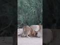 Hungry lioness cute cub trying to get milk #lion #shorts