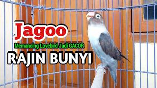 Lovebird Ngekek Panjang JAGO Memancing Lovebird apapun Jadi GACOR RAJIN BUNYI