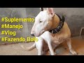 Suplemento Top que ajudou a Bull Terrier Blanca ganhar peso e Bora fazer bolo de chocolate