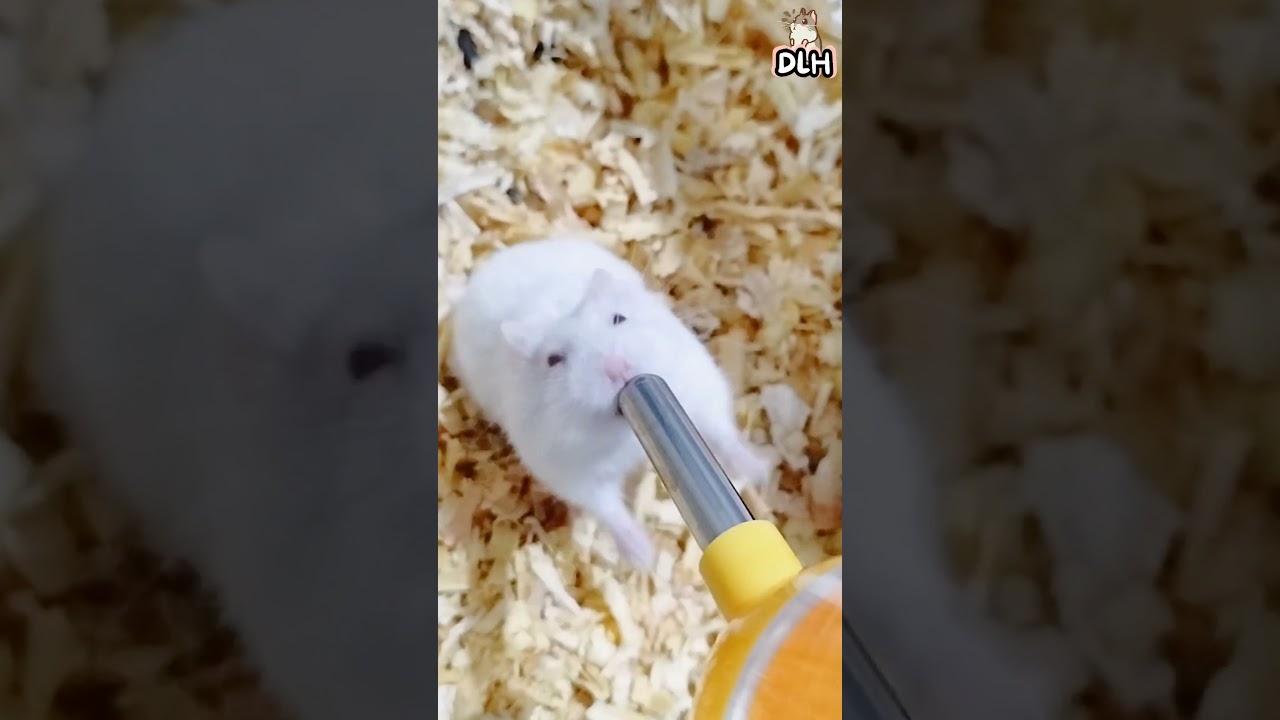 "Hilarious Hamster Water Drinking Moments: Prepare to Burst into Laughter! 