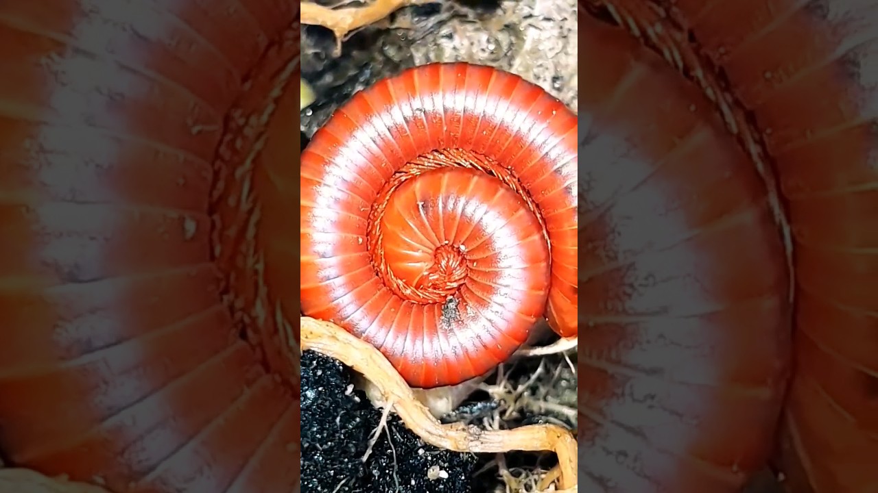Round Red Millipede Episode-114 