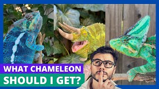 What Chameleon Should I Get?