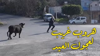 مشاهد غريبة لحظة هروب عجول الاضاحي في الدول العربية يصورها المواطنون