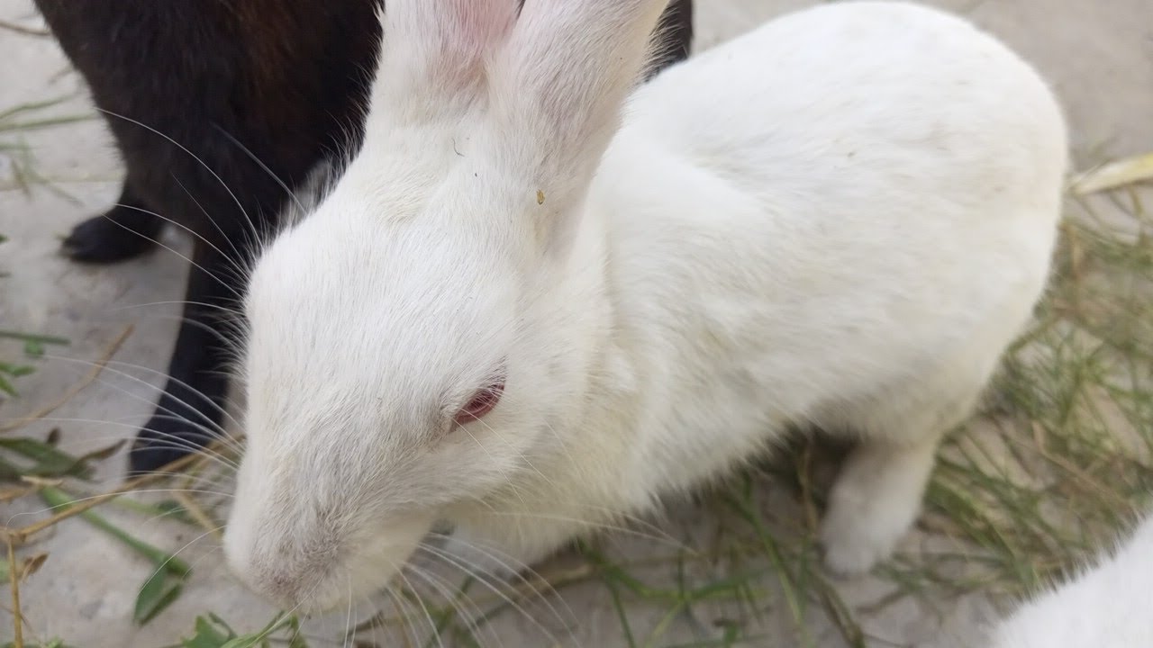 Best breed rabbit-Desi Rabbit farming-Rabbit pk - YouTube