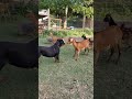 Rottweiler just started herding our goats pt.3