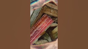 #macro #amazing #foryou #microscope #macrofying #reels #relaxing #relax #greentea #macrozoom