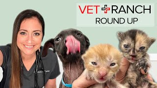 Abandoned Kittens Rescued! Fall from a plane? by Vet Ranch 22,793 views 8 months ago 18 minutes