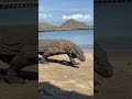 #viral #curiosidades #dragãodekomodo #animals #animal #videoviral