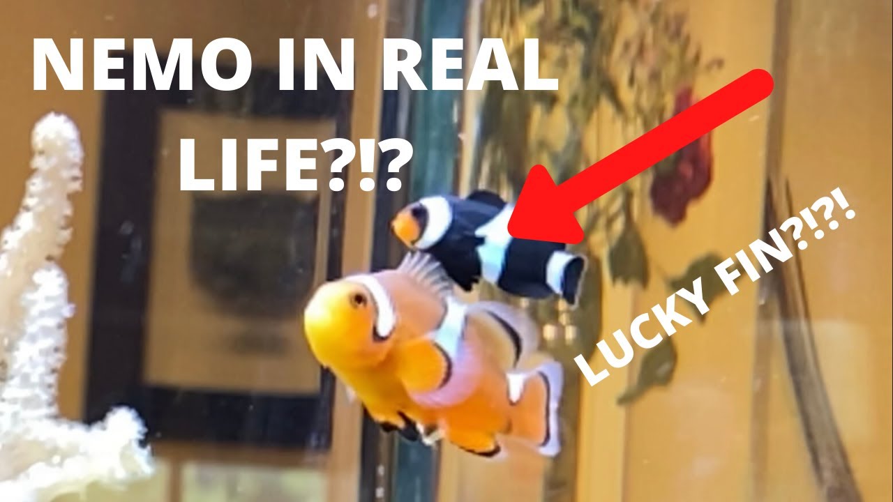 Our Baby Clownfish Has Nemo's Lucky Fin! - YouTube