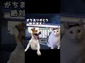 この間の出来事　#猫ミーム #shorts #借金