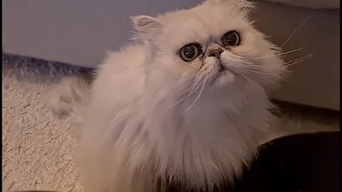 Video 10167431: persian cat shaded silver
