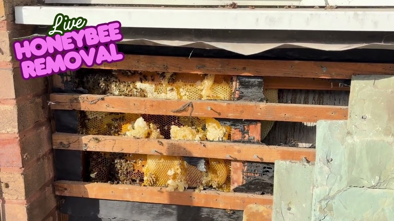 LIVE Honey Bee Removal – Watch the Hive Extraction Up Close! 🐝🍯