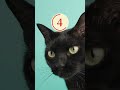 Can You Guess The Animal From Its Shadow? Kids Quiz 🐾 Name All The Animals!