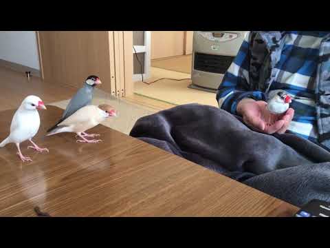 玩具の文鳥に動揺する文鳥  