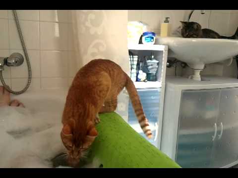 Video: Zijn Er Eigenlijk Katten Die Van Water Houden?